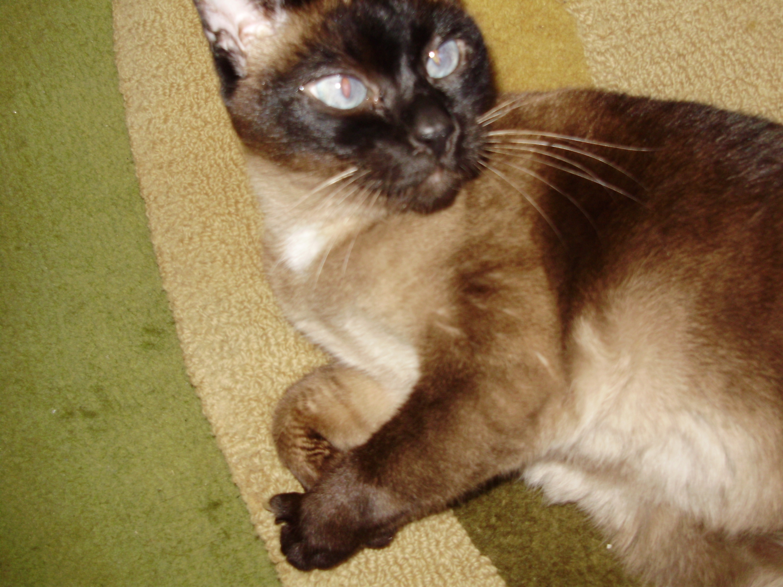 Lusi 2