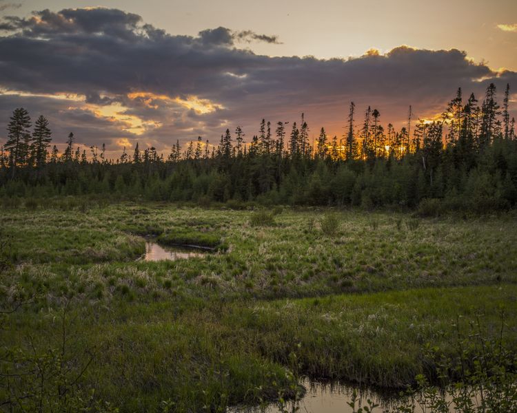 bog
