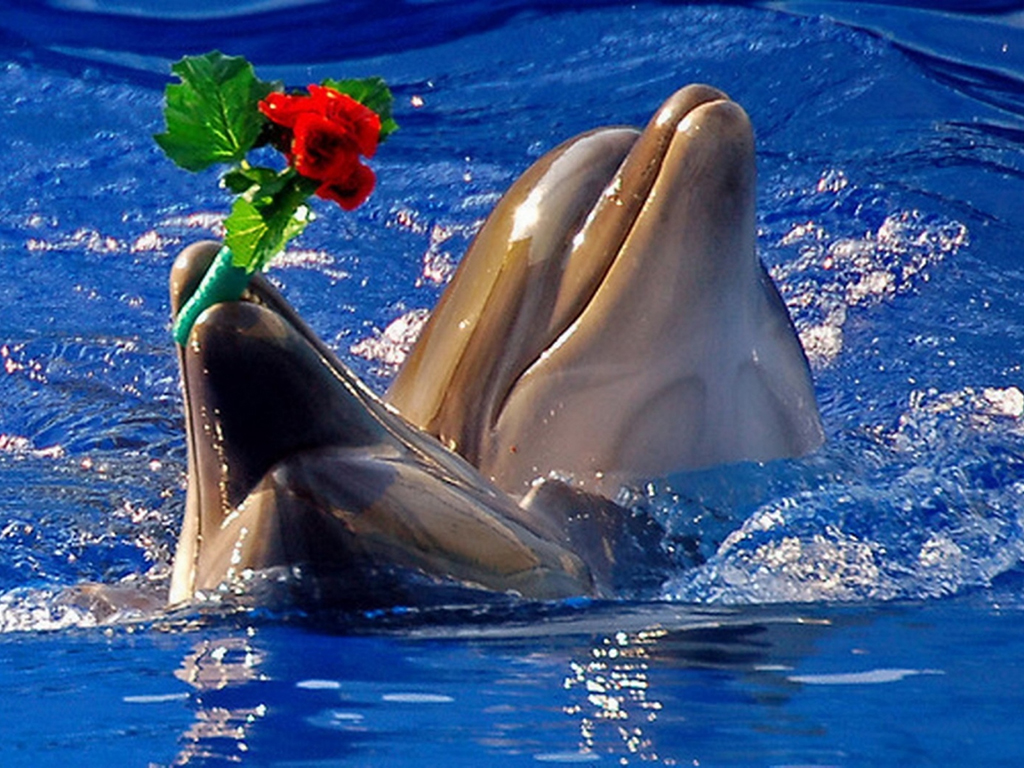 delfini